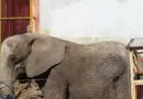 Rescatan a Elefanta Annie que Sufría Maltrato Animal en Jalisco
