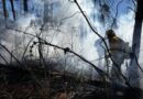 La Comisión Nacional Forestal Reporta 20 Incendios Activos La Comisión Nacional Forestal Reporta 20 Incendios Activos