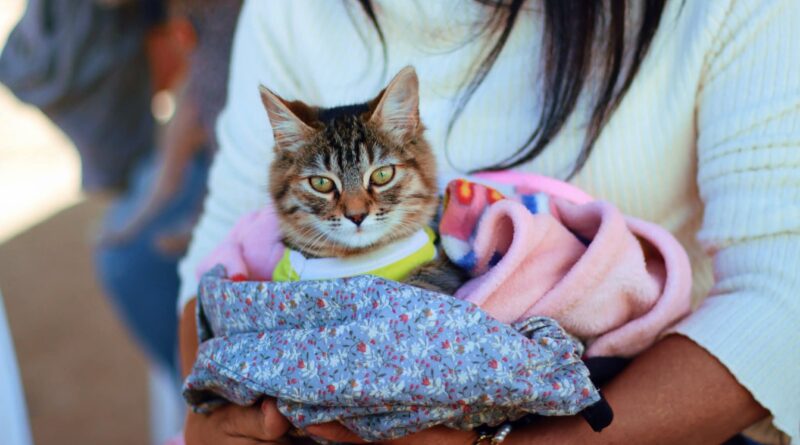 Avanza Reynosa con Clave Única de Registro de Mascotas, Chip CURMA Avanza Reynosa con Clave Única de Registro de Mascotas, Chip CURMA