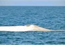 Ballena Azul Albina fue Avistada en el Parque Nacional Bahía