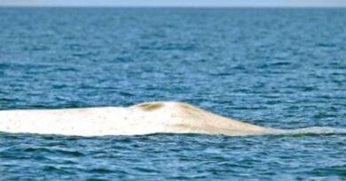 Ballena Azul Albina fue Avistada en el Parque Nacional Bahía