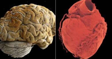 «Google Maps Humano» que Permita ver los Órganos en 3D