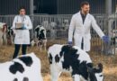 Día Mundial del Veterinario: la Profesión que Podría Prevenir más de 2 Millones de Muertes Humanas al año