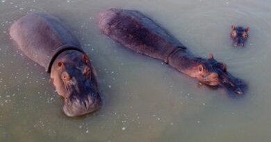 Colombia Acusa a México de Rechazar Hipopótamos de Pablo Escobar