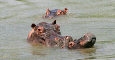 Colombia Aprueba Sacrificar a 80 Hipopótamos de Pablo Escobar Para Frenar su Expansión Colombia Aprueba Sacrificar a 80 Hipopótamos de Pablo Escobar Para Frenar su Expansión