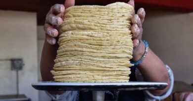 Sheinbaum Rechaza Alza en Tortilla y Señala que el Maíz Está en su Nivel más Bajo Sheinbaum Rechaza Alza en Tortilla y Señala que el Maíz Está en su Nivel más Bajo