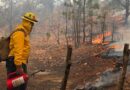 ¡Que Areas son las mas Afectadas en Mexico por Incedios Forestales!