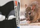 ¡Gobierno de Argentina Reportan 41 Casos de Hantavirus! ¡Gobierno de Argentina Reportan 41 Casos de Hantavirus!