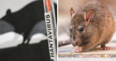 ¡Gobierno de Argentina Reportan 41 Casos de Hantavirus!