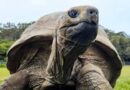 Jonathan, la Tortuga que Vivio Los Hechos Historicos de la humanidad ¡Hoy en la Actualidad Tiene 194 años! Jonathan, la Tortuga que Vivio Los Hechos Historicos de la humanidad ¡Hoy en la Actualidad Tiene 194 años!