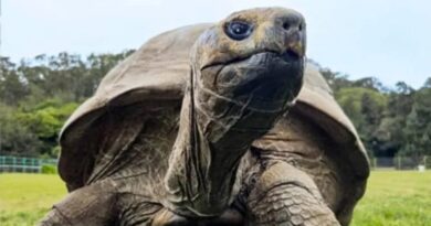 Jonathan, la Tortuga que Vivio Los Hechos Historicos de la humanidad ¡Hoy en la Actualidad Tiene 194 años! Jonathan, la Tortuga que Vivio Los Hechos Historicos de la humanidad ¡Hoy en la Actualidad Tiene 194 años!