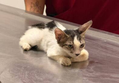Bienvenidos al Hospital Veterinario Municipal de Reynosa, Atienden a Gatito Rescatado por Ciudadana Bienvenidos al Hospital Veterinario Municipal de Reynosa, Atienden a Gatito Rescatado por Ciudadana