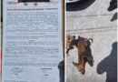 Atendió Control y Bienestar Animal Atendió Reportes en Las Cumbres y Ernesto Zedillo Atendió Control y Bienestar Animal Atendió Reportes en Las Cumbres y Ernesto Zedillo