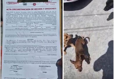 Atendió Control y Bienestar Animal Atendió Reportes en Las Cumbres y Ernesto Zedillo Atendió Control y Bienestar Animal Atendió Reportes en Las Cumbres y Ernesto Zedillo