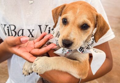 Participó Control y Bienestar Animal Municipal en «Move for Paws» Para impulsando Adopción Responsable Participó Control y Bienestar Animal Municipal en «Move for Paws» Para impulsando Adopción Responsable