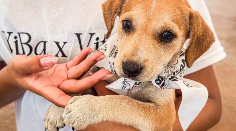 Participó Control y Bienestar Animal Municipal en «Move for Paws» Para impulsando Adopción Responsable Participó Control y Bienestar Animal Municipal en «Move for Paws» Para impulsando Adopción Responsable