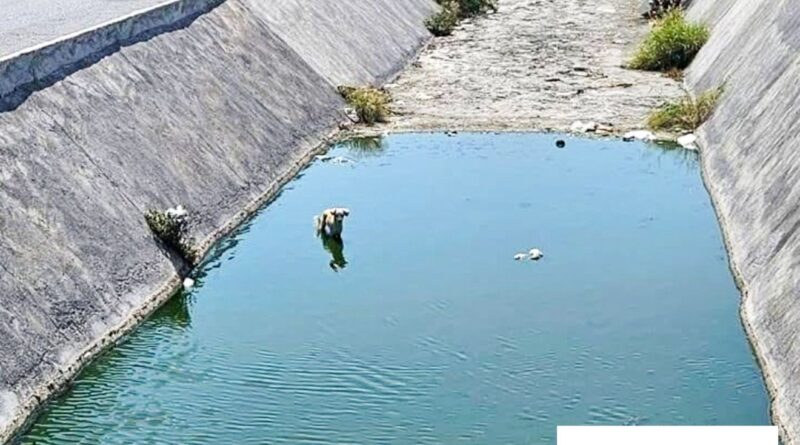 Pone Gobierno de Carlos Peña Ortiz a Salvo a Canino Atrapado en Canal de Puerta Grande Pone Gobierno de Carlos Peña Ortiz a Salvo a Canino Atrapado en Canal de Puerta Grande