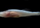 Descubren a un Raro pez Ciego y lo Bautizan en Honor al Demogorgon de “Stranger Things” Descubren a un Raro pez Ciego y lo Bautizan en Honor al Demogorgon de “Stranger Things”