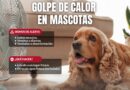 Fomenta Gobierno de Carlos Peña Ortiz Cuidado de Mascotas por Altas Temperaturas Fomenta Gobierno de Carlos Peña Ortiz Cuidado de Mascotas por Altas Temperaturas