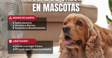 Recomienda Gobierno de Reynosa Mayor Cuidado de Mascotas Ante Altas Temperaturas Recomienda Gobierno de Reynosa Mayor Cuidado de Mascotas Ante Altas Temperaturas