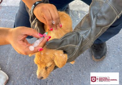 Continúa Gobierno de Carlos Peña Ortiz con Acciones de Protección Animal en Valle Soleado Continúa Gobierno de Carlos Peña Ortiz con Acciones de Protección Animal en Valle Soleado