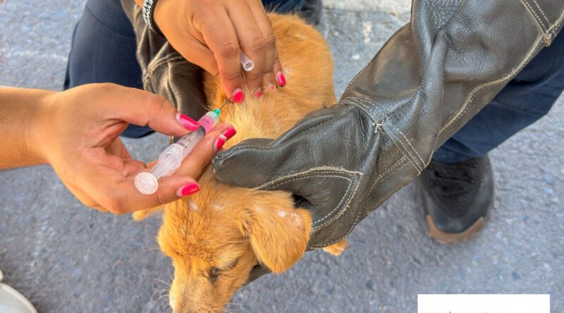 Continúa Gobierno de Carlos Peña Ortiz con Acciones de Protección Animal en Valle Soleado Continúa Gobierno de Carlos Peña Ortiz con Acciones de Protección Animal en Valle Soleado