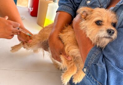 Llevó Gobierno de Carlos Peña Ortiz Atención Veterinaria al Refugio Mis Caramelos Llevó Gobierno de Carlos Peña Ortiz Atención Veterinaria al Refugio Mis Caramelos