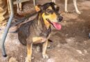 Llevó Gobierno de Carlos Peña Ortiz Atención Veterinaria al Refugio Huellitas de Camila Llevó Gobierno de Carlos Peña Ortiz Atención Veterinaria al Refugio Huellitas de Camila