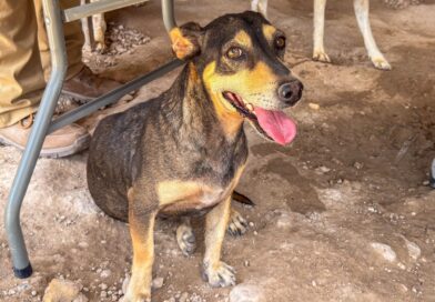 Llevó Gobierno de Carlos Peña Ortiz Atención Veterinaria al Refugio Huellitas de Camila Llevó Gobierno de Carlos Peña Ortiz Atención Veterinaria al Refugio Huellitas de Camila