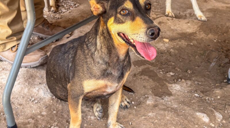 Llevó Gobierno de Carlos Peña Ortiz Atención Veterinaria al Refugio Huellitas de Camila Llevó Gobierno de Carlos Peña Ortiz Atención Veterinaria al Refugio Huellitas de Camila