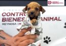 Rescató Gobierno de Carlos Peña Ortiz a Cachorrito Atrapado en una Alcantarilla Rescató Gobierno de Carlos Peña Ortiz a Cachorrito Atrapado en una Alcantarilla