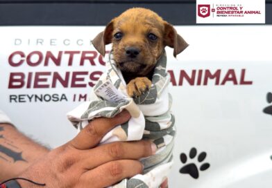 Rescató Gobierno de Carlos Peña Ortiz a Cachorrito Atrapado en una Alcantarilla Rescató Gobierno de Carlos Peña Ortiz a Cachorrito Atrapado en una Alcantarilla