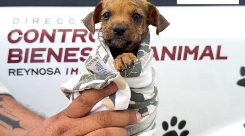 Rescató Gobierno de Carlos Peña Ortiz a Cachorrito Atrapado en una Alcantarilla Rescató Gobierno de Carlos Peña Ortiz a Cachorrito Atrapado en una Alcantarilla