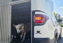 Rescató Gobierno de Carlos Peña Ortiz a Canino y sus Cachorros en Hacienda Las Fuentes Rescató Gobierno de Carlos Peña Ortiz a Canino y sus Cachorros en Hacienda Las Fuentes