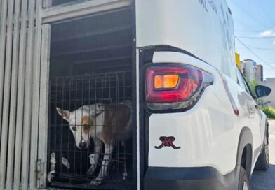 Rescató Gobierno de Carlos Peña Ortiz a Canino y sus Cachorros en Hacienda Las Fuentes Rescató Gobierno de Carlos Peña Ortiz a Canino y sus Cachorros en Hacienda Las Fuentes