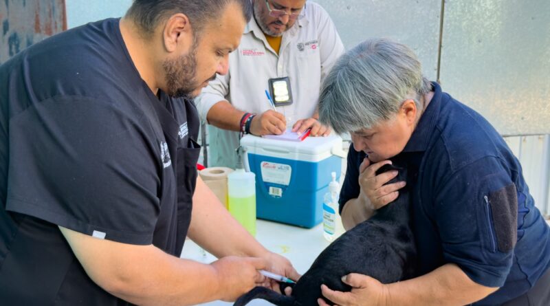 Realizó Gobierno de Carlos Peña Ortiz Brigada Médica Patitas Seguras en tu Refugio Realizó Gobierno de Carlos Peña Ortiz Brigada Médica Patitas Seguras en tu Refugio