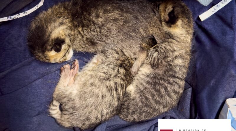 Rescató Control y Bienestar Animal de Reynosa a Felinos Abandonados