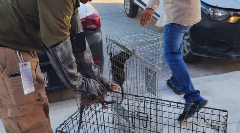 De un Reporte por Basura a un Rescate Inesperado De un Reporte por Basura a un Rescate Inesperado