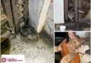 Liberó Control y Bienestar Animal a Felino Atrapado en Las Fuentes Liberó Control y Bienestar Animal a Felino Atrapado en Las Fuentes