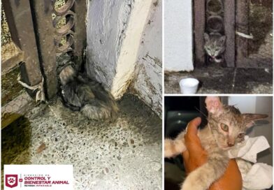 Liberó Control y Bienestar Animal a Felino Atrapado en Las Fuentes Liberó Control y Bienestar Animal a Felino Atrapado en Las Fuentes