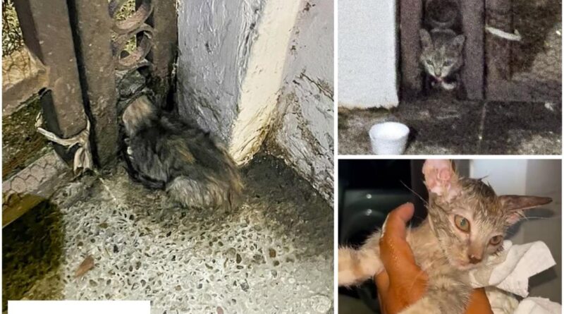 Liberó Control y Bienestar Animal a Felino Atrapado en Las Fuentes Liberó Control y Bienestar Animal a Felino Atrapado en Las Fuentes