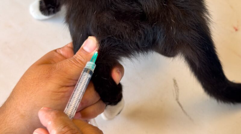 Brindó Gobierno de Carlos Peña Ortiz Atención Veterinaria en la Colonia Almaguer Brindó Gobierno de Carlos Peña Ortiz Atención Veterinaria en la Colonia Almaguer