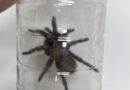 Liberó Control y Bienestar Animal una Tarántula en su Hábitat Natural Liberó Control y Bienestar Animal una Tarántula en su Hábitat Natural