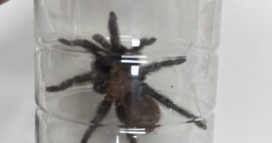 Liberó Control y Bienestar Animal una Tarántula en su Hábitat Natural Liberó Control y Bienestar Animal una Tarántula en su Hábitat Natural
