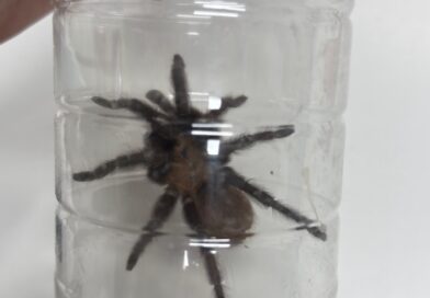 Liberó Control y Bienestar Animal una Tarántula en su Hábitat Natural Liberó Control y Bienestar Animal una Tarántula en su Hábitat Natural