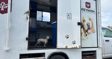 Rescató Dirección de Control y Bienestar Animal a Canino Lesionado en la Carretera Calzada Victoria Rescató Dirección de Control y Bienestar Animal a Canino Lesionado en la Carretera Calzada Victoria
